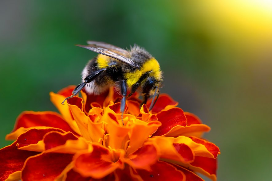 © stock.adobe.com/Grigoriy Lukyanov AdobeStock_301617038